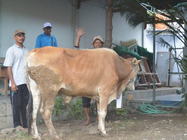 Pelaksaan Qurban dan Pengabdian Masyarakat pada Hari Raya Idul Adha 2016